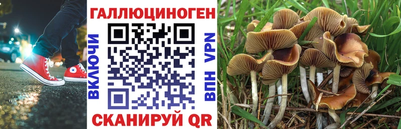 Купить где  Кущёвская  Псилоцибиновые грибы Psilocybe 